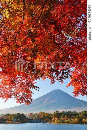 富士山と秋の紅葉 42968840