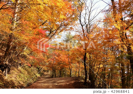 秋の紅葉と山道 42968841