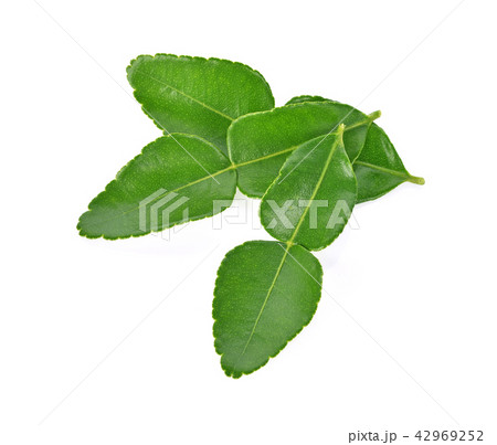 Top view of Kaffir lime leaf on white background Top view of Kaffir lime leaf on white background 42969252