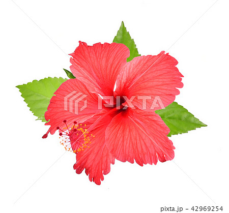 Red hibiscus isolated on white background 42969254