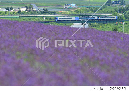 ラベンダーと快速「ふらの・びえい号」 42969276