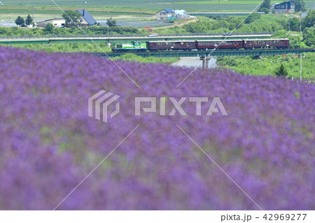 ラベンダーと「富良野・美瑛ノロッコ号」 42969277