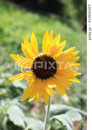 ヒマワリ 42969367