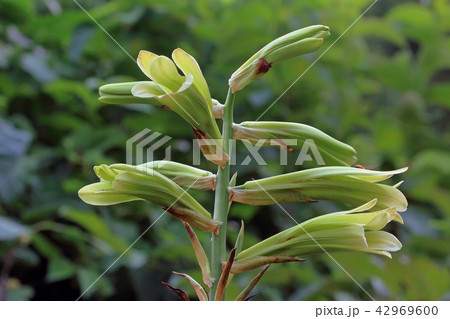 オオウバユリの開花　福島県只見町 42969600