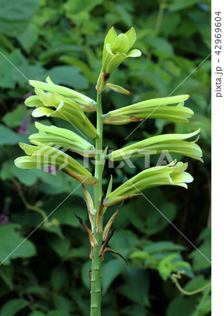 オオウバユリの開花　福島県只見町 42969604