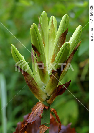 オオウバユリのつぼみ広がる　福島県只見町 42969606