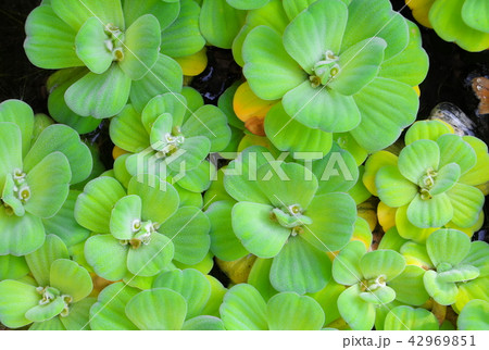 water lettuce green background water lettuce green background 42969851