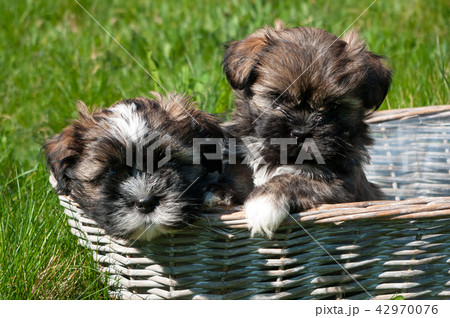 The breed of this dog is called Lhasa apso. 42970076