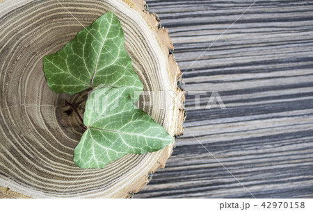 The cut trees and branches of ivy. Stylish  42970158