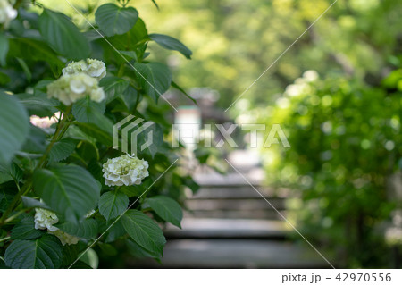 久安寺の紫陽花 久安寺の紫陽花 42970556