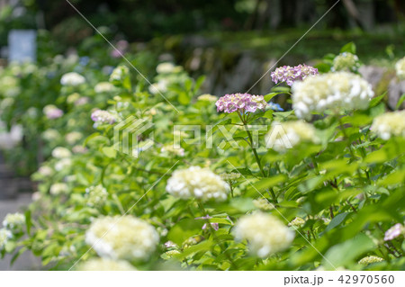 久安寺の紫陽花 久安寺の紫陽花 42970560