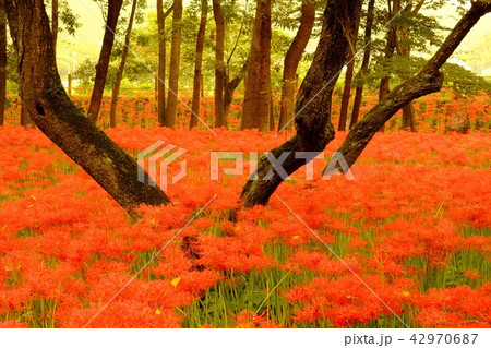 ヒガンバナの林 ヒガンバナの林 42970687
