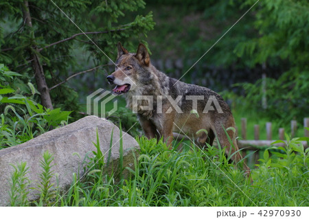 多摩動物公園 42970930