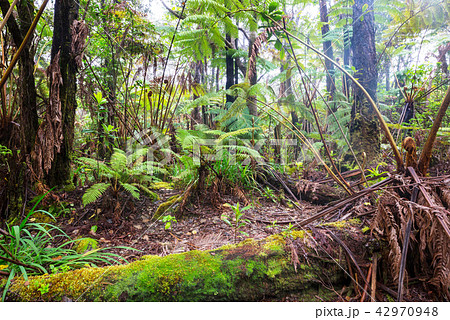 Fern 42970948