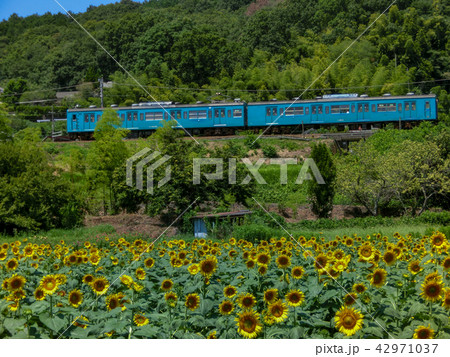 夏の花　ひまわり　夏イメージ　電車 42971037