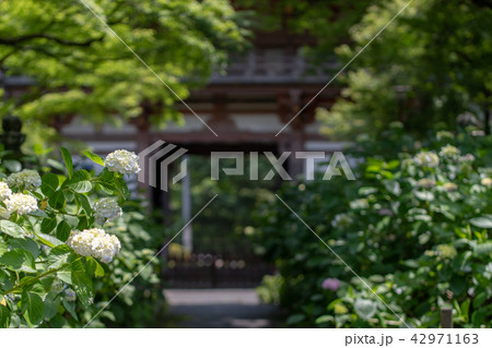 紫陽花の寺 久安寺 42971163