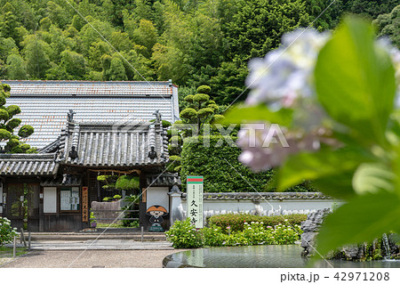 久安寺の紫陽花 42971208