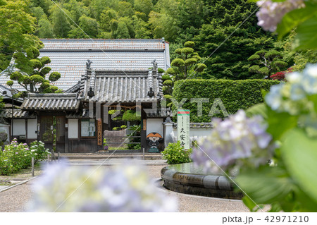 久安寺の紫陽花 42971210