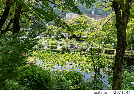 久安寺の紫陽花 42971244
