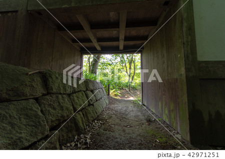 久安寺の紫陽花 久安寺の紫陽花 42971251