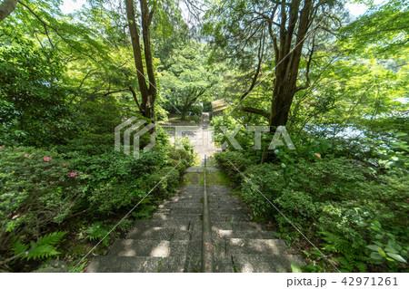 久安寺の紫陽花 久安寺の紫陽花 42971261