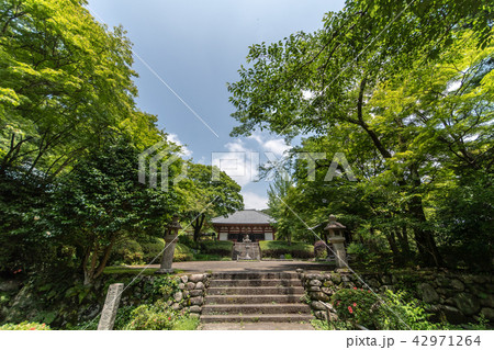 久安寺の紫陽花 久安寺の紫陽花 42971264