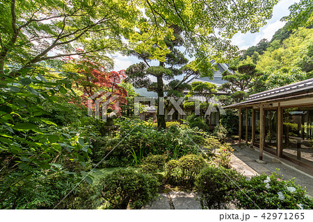 久安寺の紫陽花 42971265