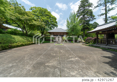 久安寺の紫陽花 久安寺の紫陽花 42971267