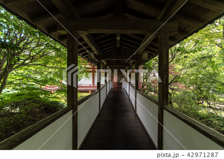 久安寺の紫陽花 42971287