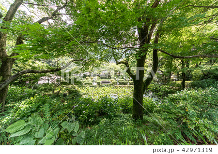 久安寺の紫陽花 久安寺の紫陽花 42971319