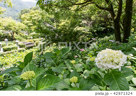 久安寺の紫陽花 42971324