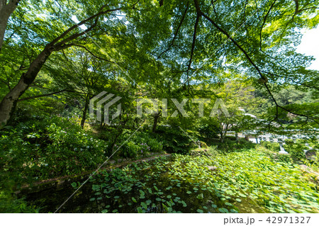 久安寺の紫陽花 久安寺の紫陽花 42971327