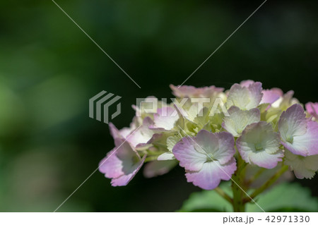 久安寺の紫陽花 久安寺の紫陽花 42971330