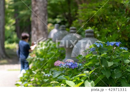 久安寺の紫陽花 久安寺の紫陽花 42971331