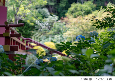 久安寺の紫陽花 久安寺の紫陽花 42971336