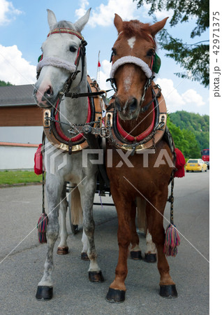 Brown and white horse in the harness. 42971375