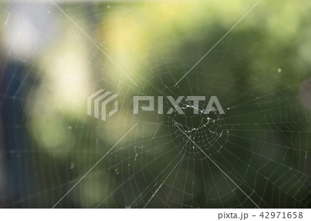 蜘蛛の巣 蜘蛛の巣 42971658