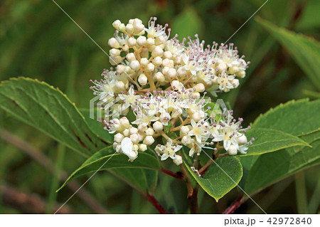 ノリウツギの花ー駒止湿原　福島県南会津町 42972840