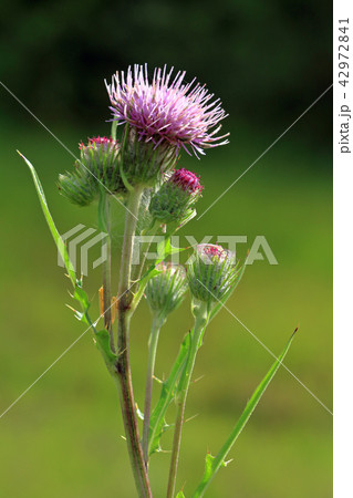 タチアザミの花ー駒止湿原　福島県南会津町 42972841