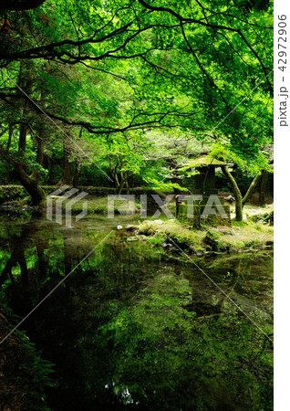 山吹水源 42972906