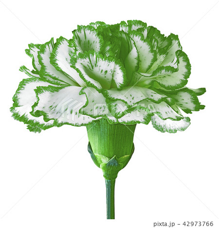 green white carnation flower isolated on a white 42973766
