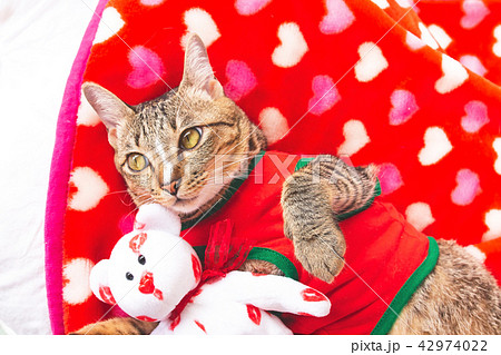 Gray cat lying with teddy bear on the Red cloth 42974022