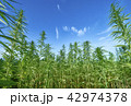 Field of medical cannabis. 42974378