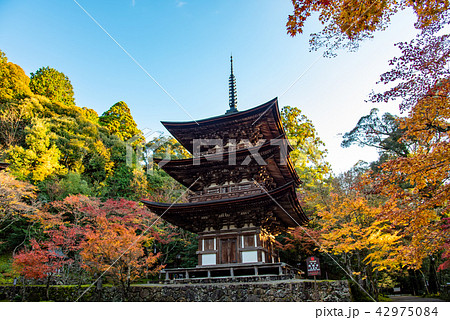 湖東三山　西明寺　三重塔と紅葉 42975084