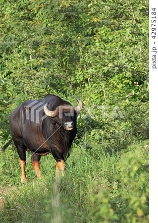 Gaurs are among the largest living land animals 42975184