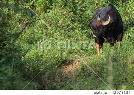 Gaurs are among the largest living land animals Gaurs are among the largest living land animals 42975187