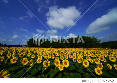 ひまわり610 42975252