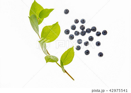 フルーツ　ブルーベリー 42975541