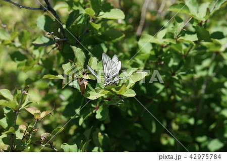 交尾拒否をするミヤマシロチョウのメス 42975784
