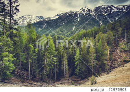 High mountains with snow and wild forest 42976903